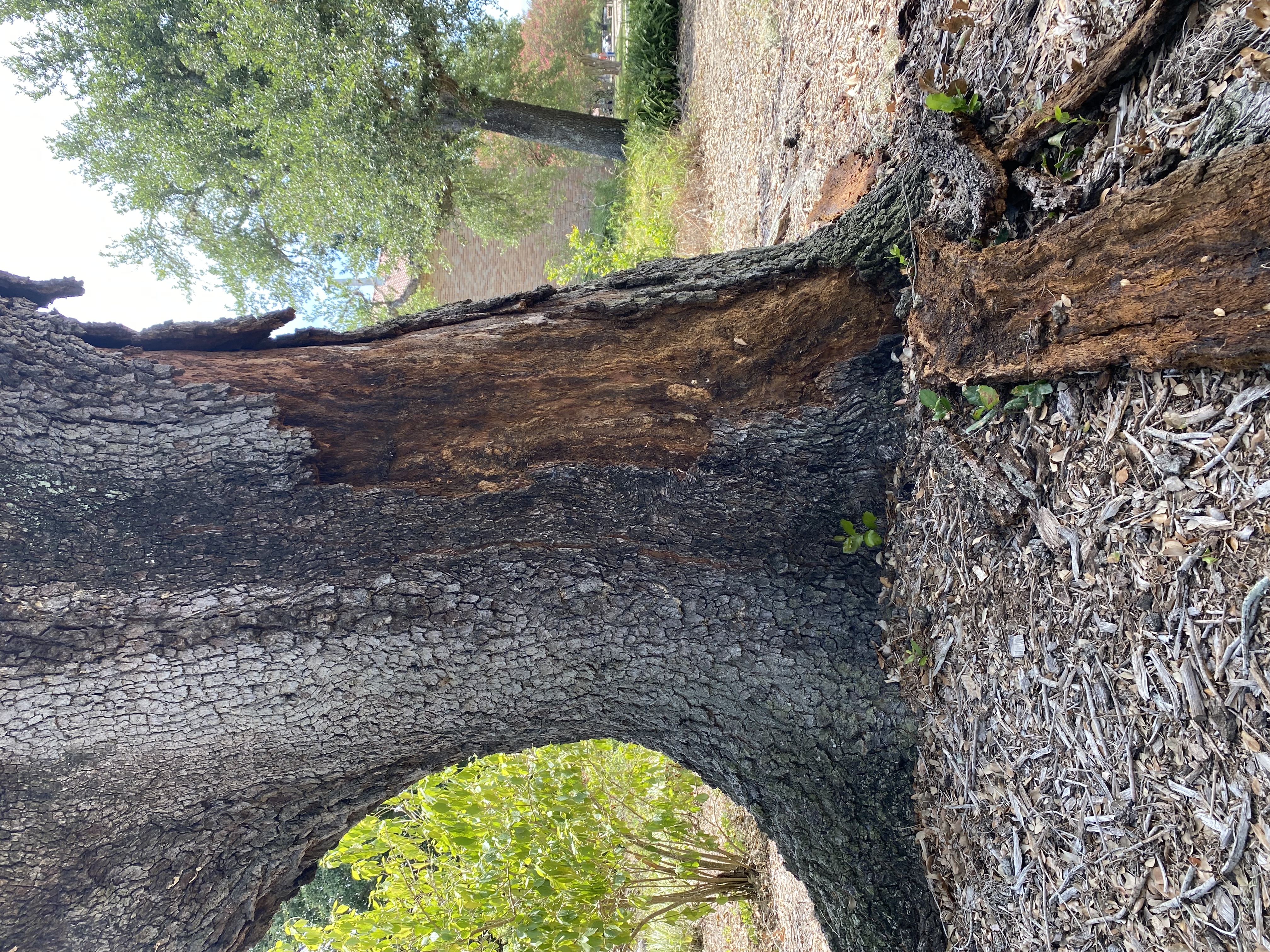Assessing tree damage is crucial in preventing property damage during hurricane season